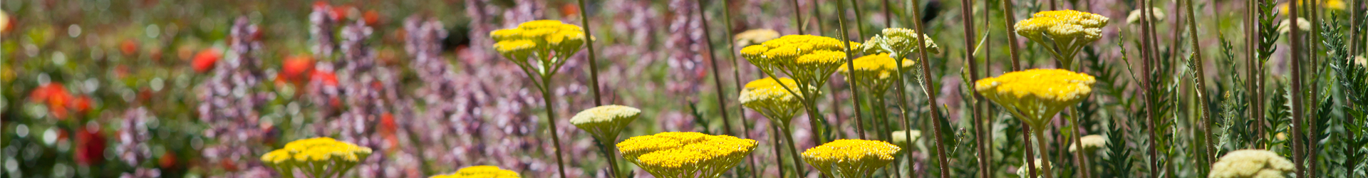 Achillea filipendulina