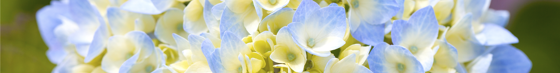 Hydrangea macrophylla