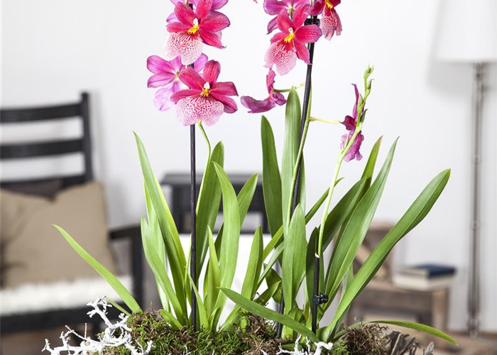 Dicke Luft? Kein Problem mit den richtigen Pflanzen! Dicke Luft? Kein Problem mit den richtigen Pflanzen!