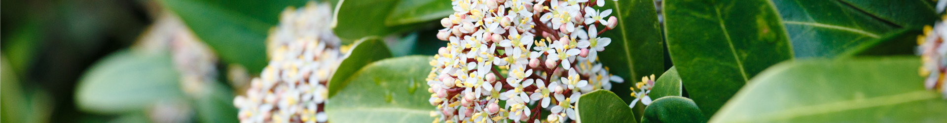 Skimmia japonica Skimmia japonica