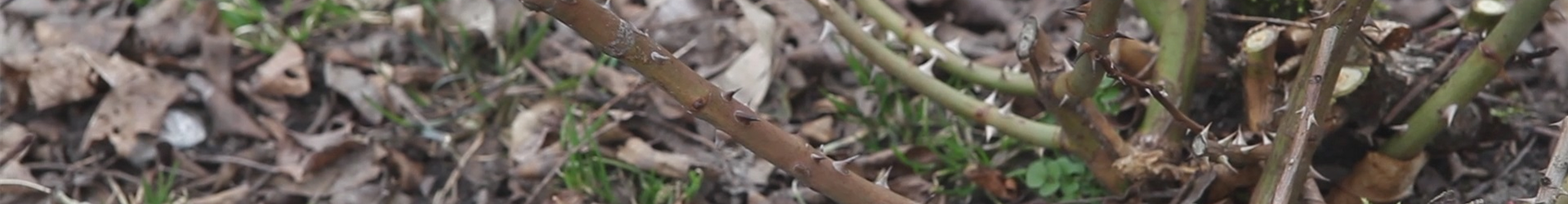 Beetrosen - Zurückschneiden im Frühling (thumbnail) Beetrosen - Zurückschneiden im Frühling (thumbnail)