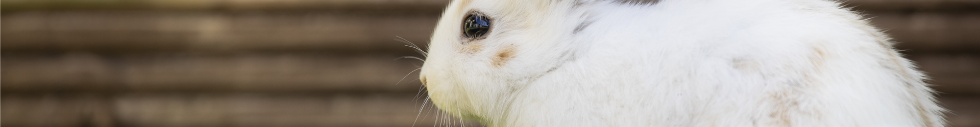 Kaninchen mit Ostereiern Kaninchen mit Ostereiern