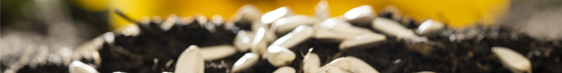 Sonnenblumensamen auf Erde Sonnenblumensamen auf Erde