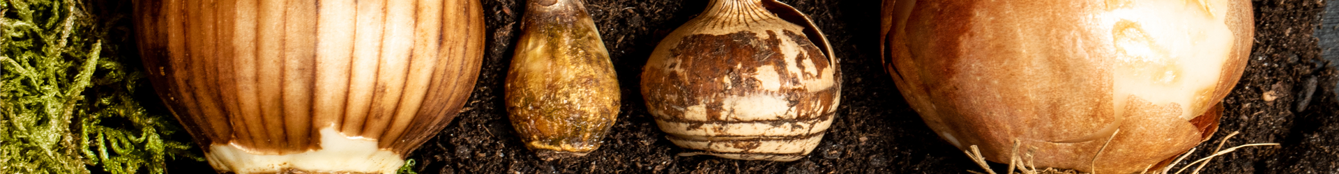 Verschiedene Blumenzwiebeln Verschiedene Blumenzwiebeln