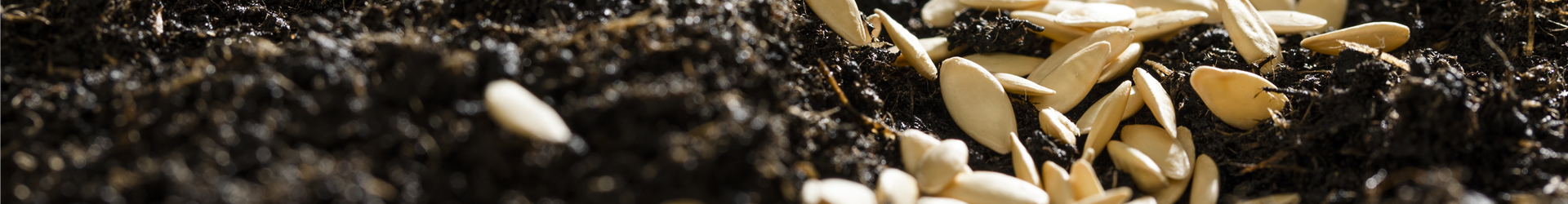 Samen auf Erde Samen auf Erde