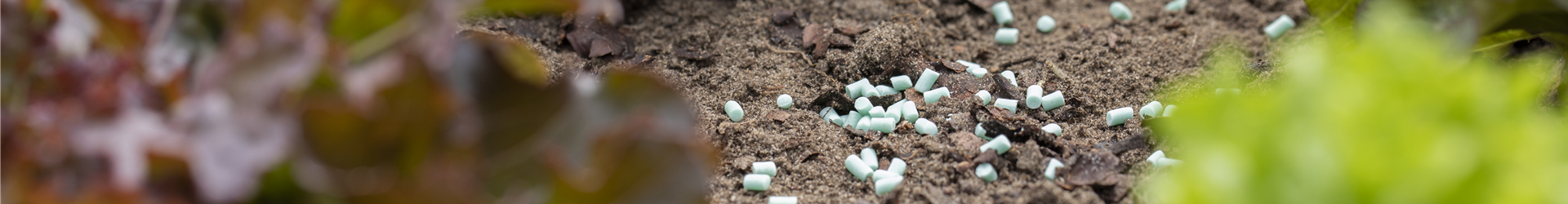 Schneckenkorn im Salatbeet Schneckenkorn im Salatbeet
