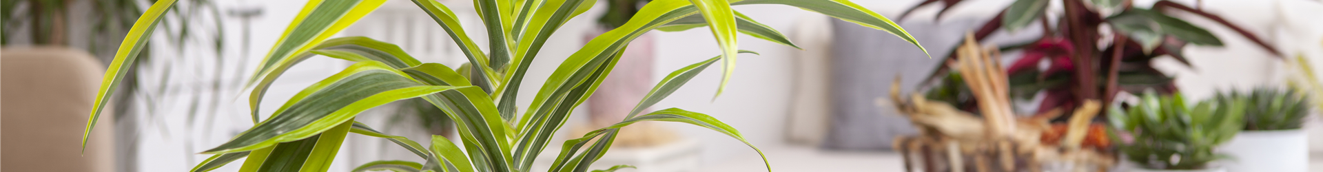 Dracaena fragrans 'Lemon Lime'