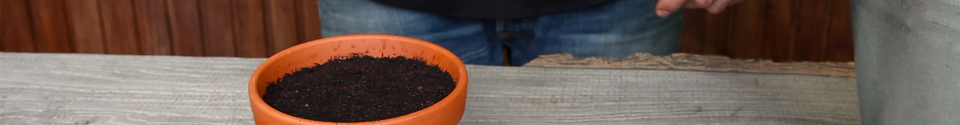 Oregano - Aussäen von Samen (thumbnail)