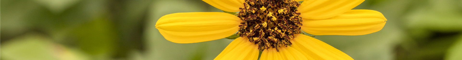 Helianthus 'Helisol'