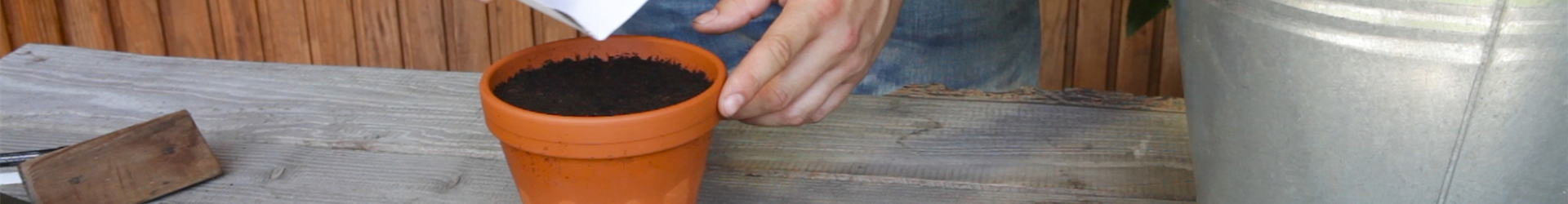 Estragon - Aussäen von Samen (thumbnail) Estragon - Aussäen von Samen (thumbnail)