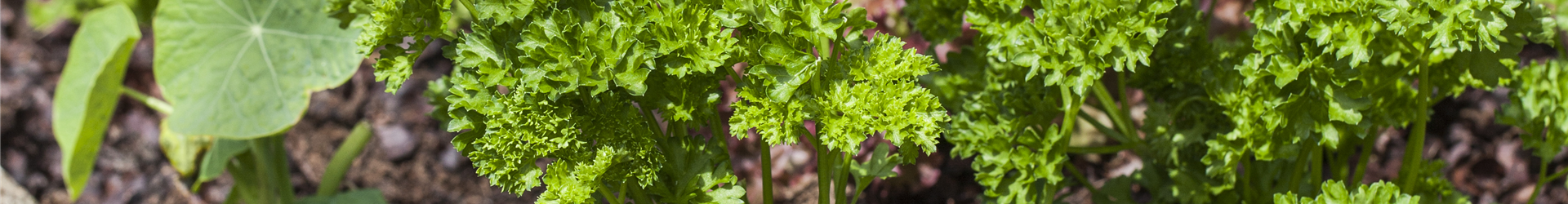 Petroselinum crispum Petroselinum crispum