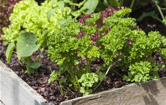 Das DIY-Hochbeet: nützlich, modern und super praktisch Das DIY-Hochbeet: nützlich, modern und super praktisch