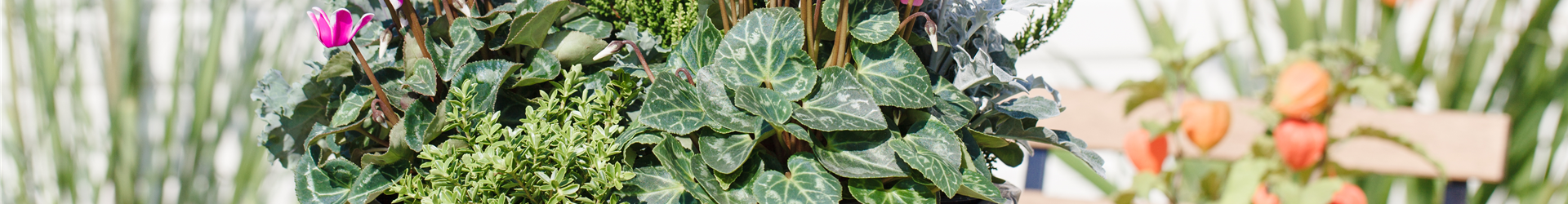 Cyclamen persicum 'Out-Land'® Cyclamen persicum 'Out-Land'®