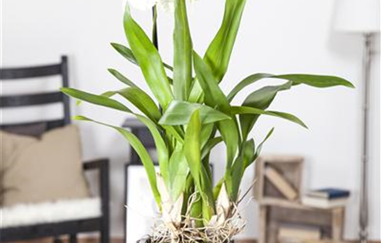 Die Königin der Zimmerpflanzen – Orchideen allgemein Die Königin der Zimmerpflanzen – Orchideen allgemein