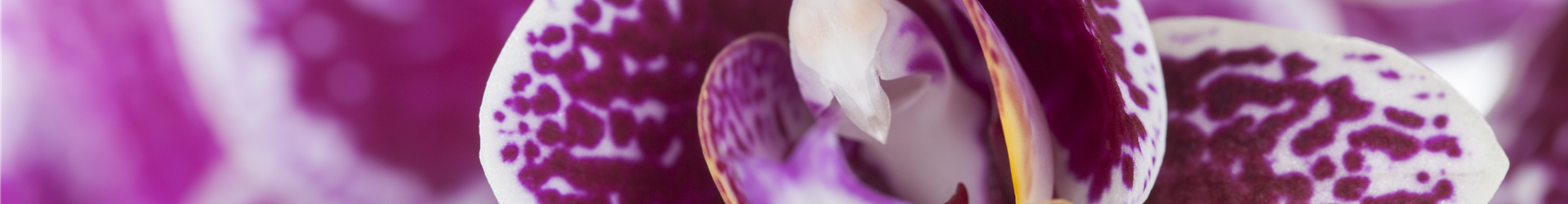 Phalaenopsis Phalaenopsis