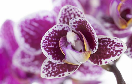 Orchideen für Anfänger und Profis Orchideen für Anfänger und Profis
