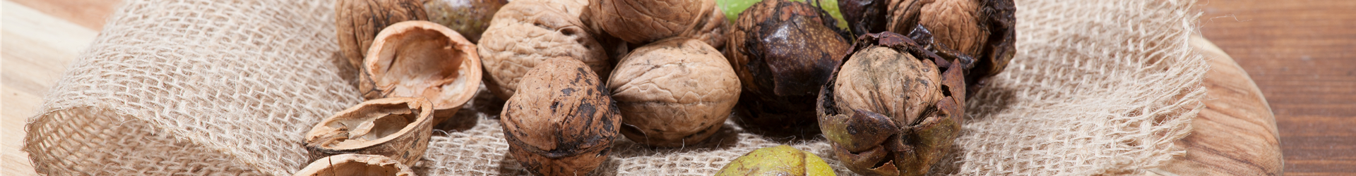 Juglans regia Juglans regia