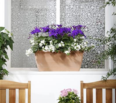 Der Winter wird grün: Winterharte Pflanzen für den Balkon Der Winter wird grün: Winterharte Pflanzen für den Balkon