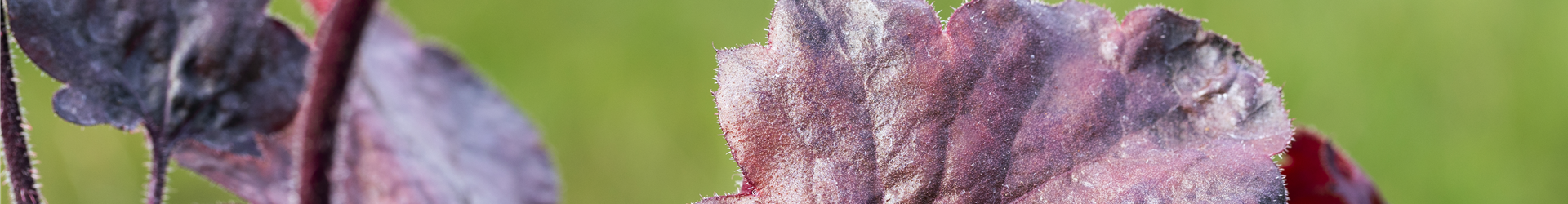 Silberglöckchen - Einpflanzen im Garten (thumbnail)