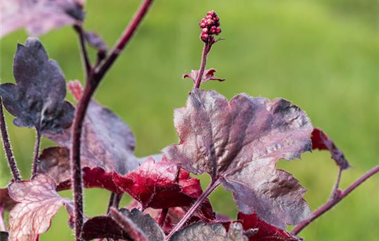 Silberglöckchen - Einpflanzen im Garten Silberglöckchen - Einpflanzen im Garten