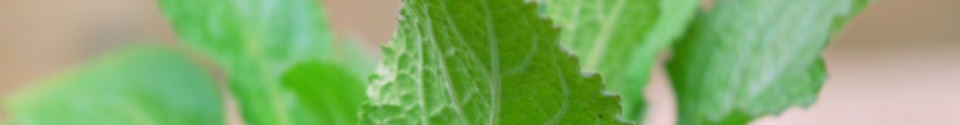 Fingerhut - Einpflanzen im Garten (thumbnail) Fingerhut - Einpflanzen im Garten (thumbnail)