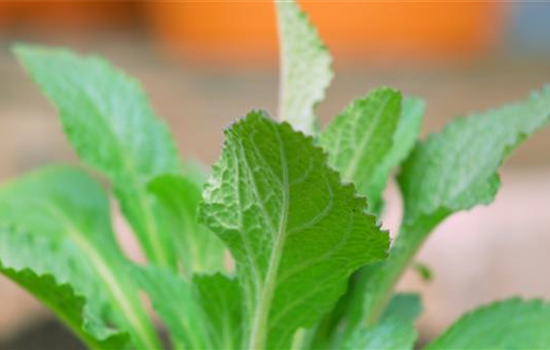 Fingerhut - Einpflanzen im Garten Fingerhut - Einpflanzen im Garten