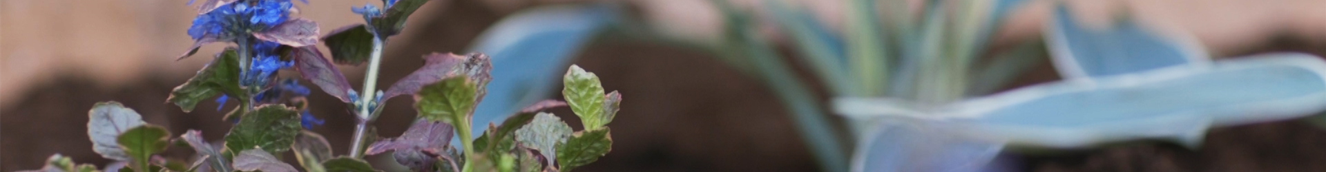 Kriechender Günsel Einpflanzen im Garten (thumbnail)