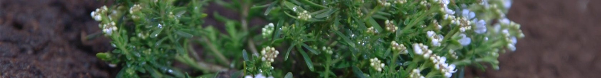 Schleifenblume - Einpflanzen im Garten (thumbnail)