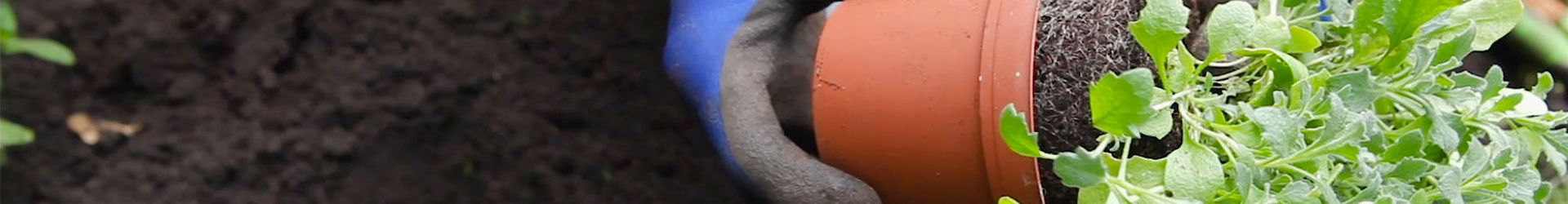 Blaukissen - Einpflanzen im Garten (thumbnail) Blaukissen - Einpflanzen im Garten (thumbnail)