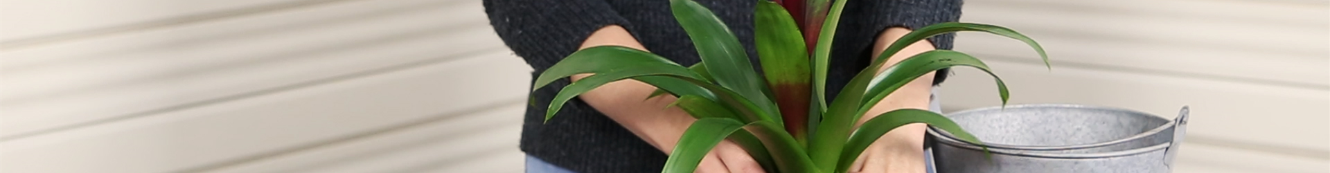 Bromelie - Einpflanzen in ein Gefäß (Thumbnail) Bromelie - Einpflanzen in ein Gefäß (Thumbnail)