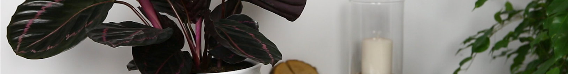 Korbmarante - Einpflanzen in ein Gefäß (Thumbnail) Korbmarante - Einpflanzen in ein Gefäß (Thumbnail)