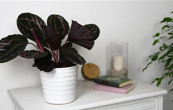 Korbmarante - Einpflanzen in ein Gefäß Korbmarante - Einpflanzen in ein Gefäß