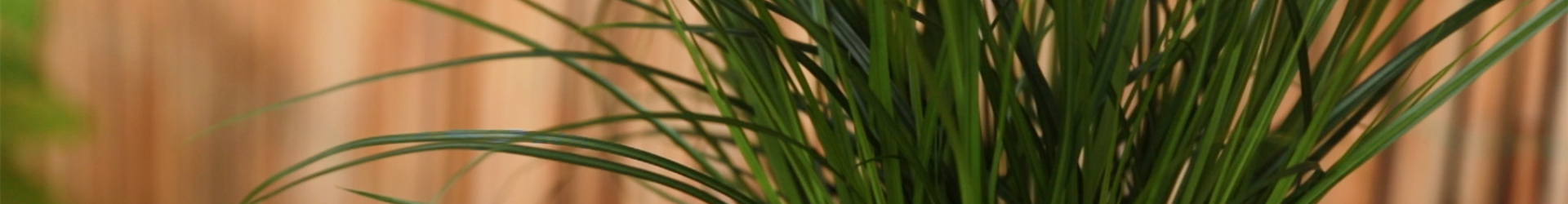 Gartensegge - Einpflanzen in ein Gefäß (Thumbnail) Gartensegge - Einpflanzen in ein Gefäß (Thumbnail)