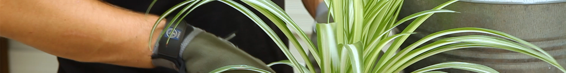 Grünlinie - Umtopfen (Thumbnail) Grünlinie - Umtopfen (Thumbnail)