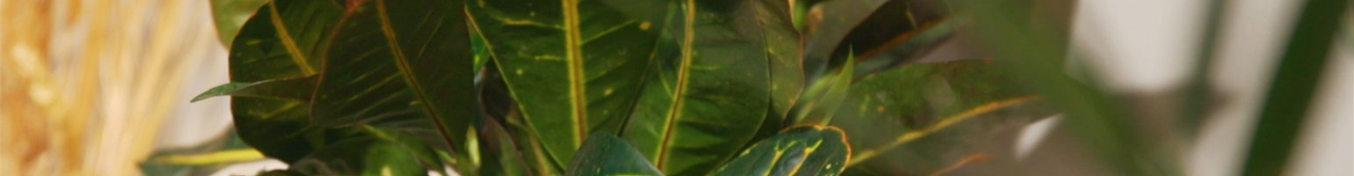 Wunderstrauch - Umtopfen (Thumbnail)