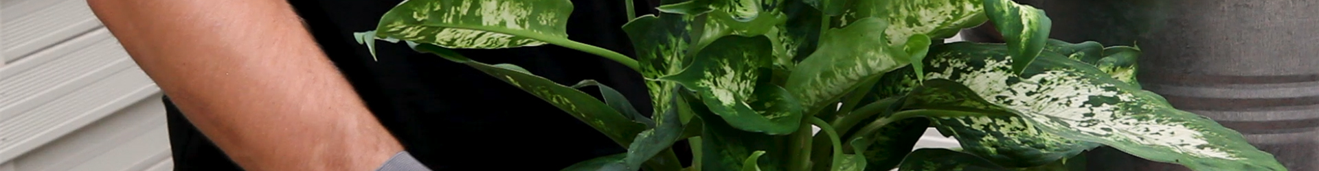 Dieffenbachie - Umtopfen (Thumbnail)