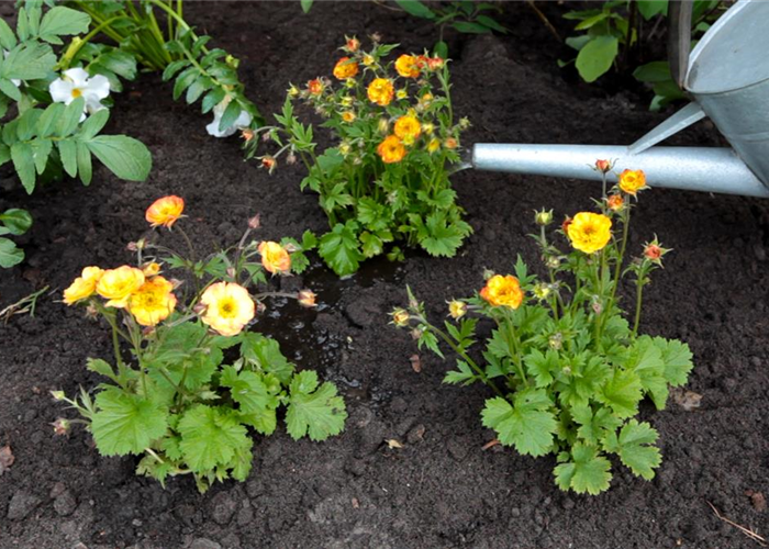 Nelkenwurz - Einpflanzen im Garten Nelkenwurz - Einpflanzen im Garten