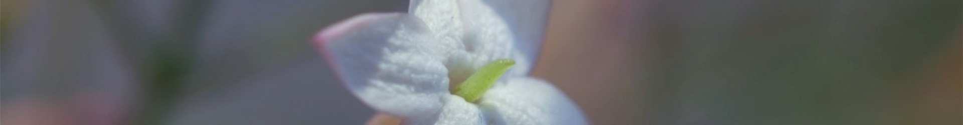 Zimmerjasmin - Einpflanzen in ein Gefäß (Thumbnail)