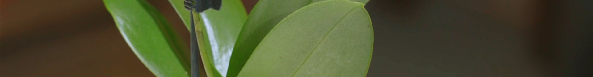 Orchideen - Umtopfen und Pflegen (Thumbnail)