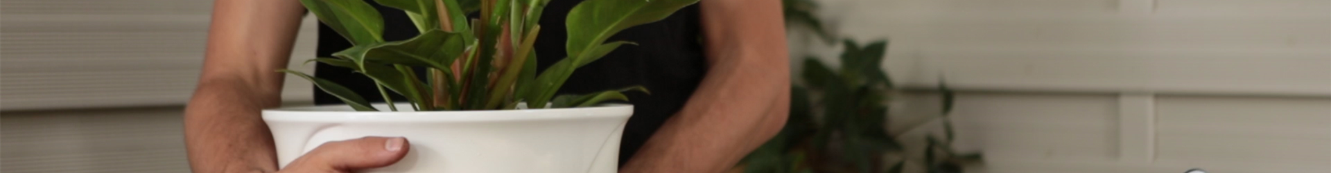 Philodendron - Einpflanzen in ein Gefäß (thumbnail)