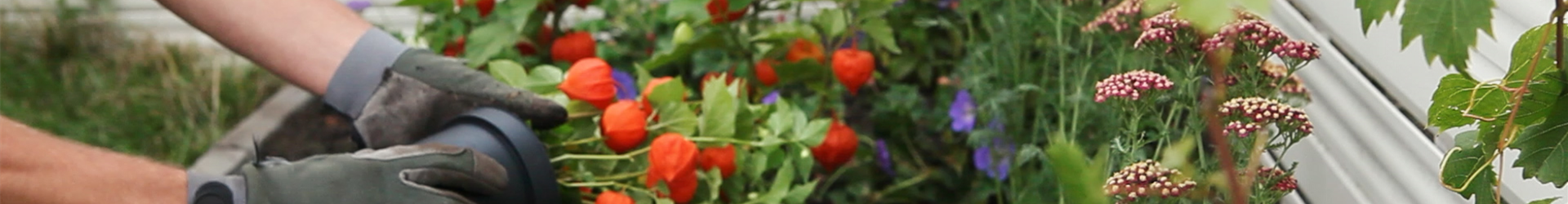 Physalis - Einpflanzen in den Garten (DE - Thumbnail)