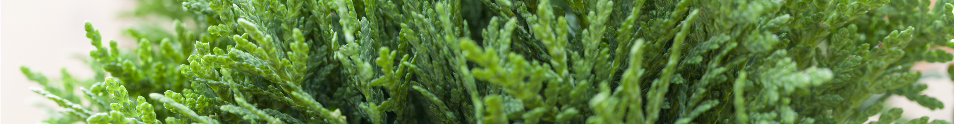 Thuja occidentalis 'Danica'