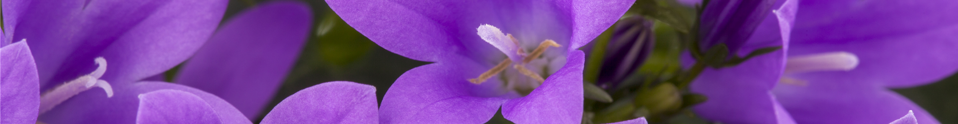 Campanula portenschlagiana