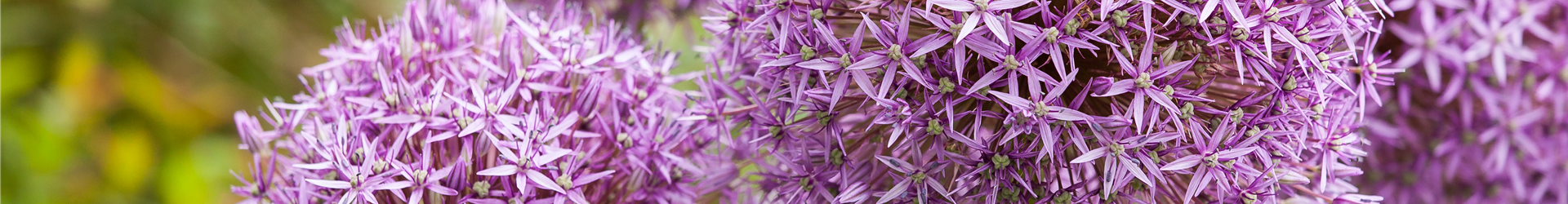 Allium 'Lucy Ball' Allium 'Lucy Ball'