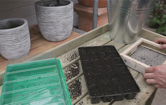 Chinakohl - Aussäen von Samen Chinakohl - Aussäen von Samen