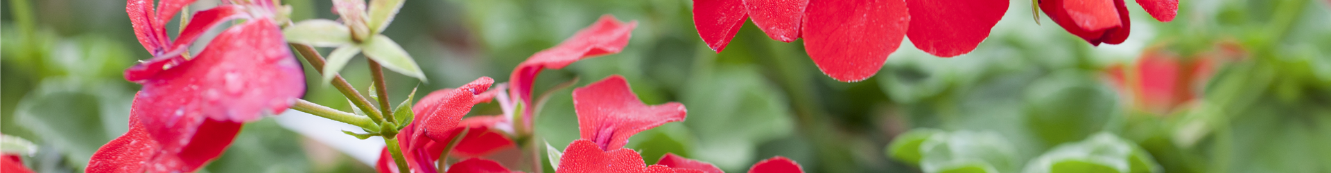 Pelargonium peltatum Pelargonium peltatum