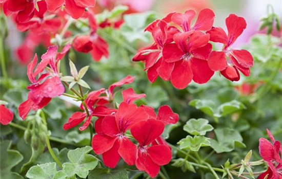 Die idealen Nachbarn für Geranien Die idealen Nachbarn für Geranien