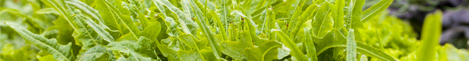Blattgemüse