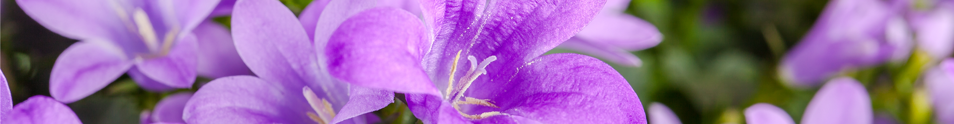 Campanula poscharskyana