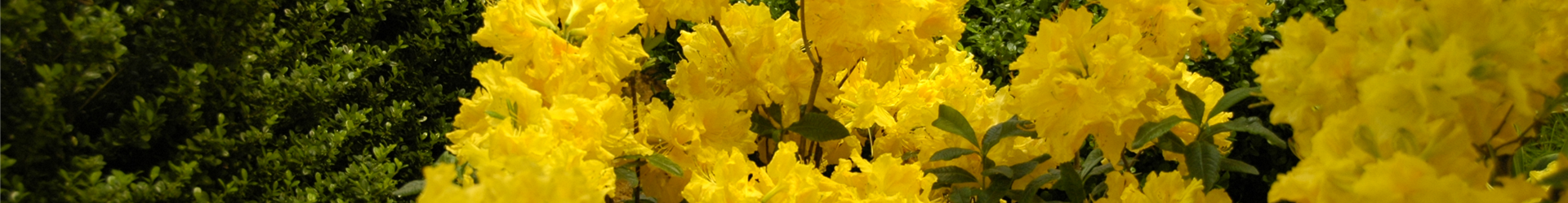 Rhododendron luteum 'Sun Chariot'